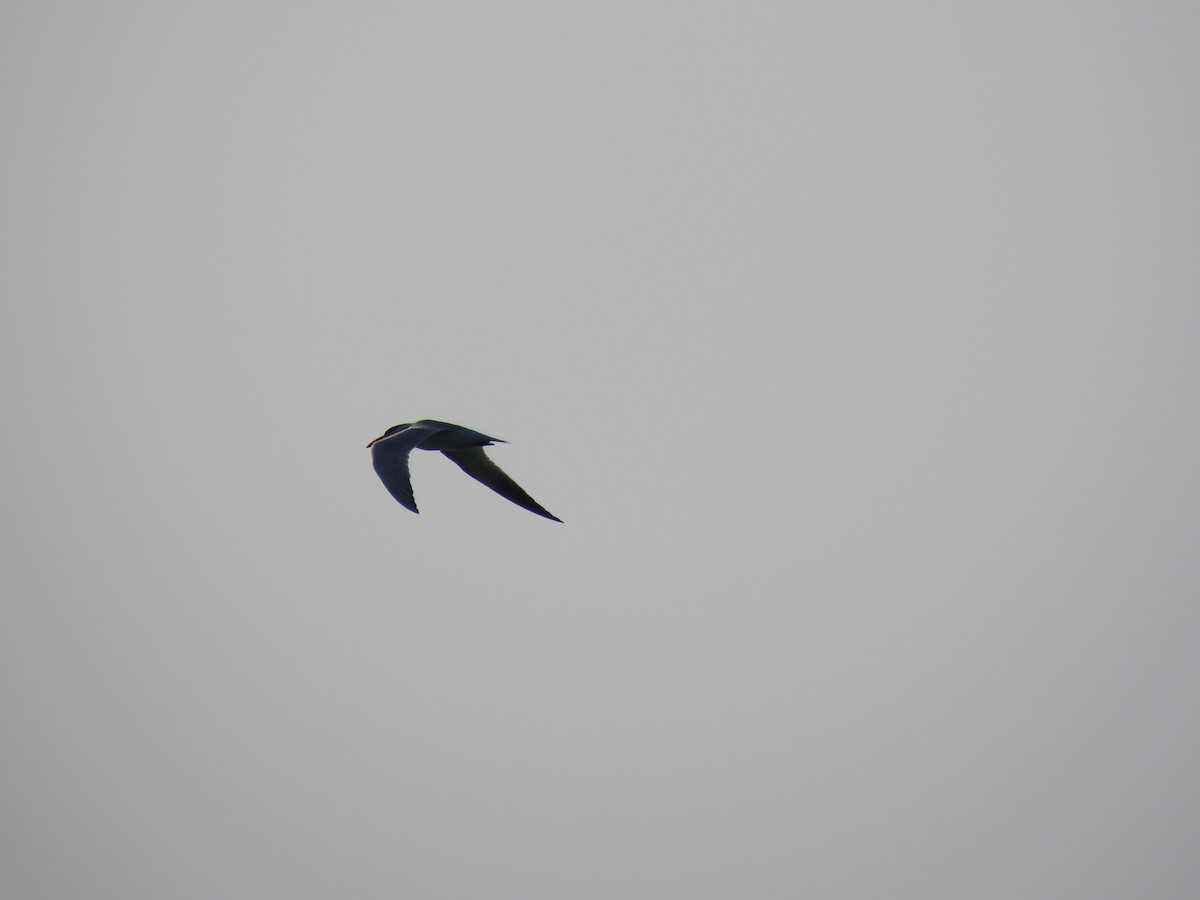 Caspian Tern - ML106069611