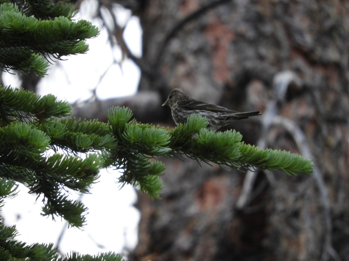 Pine Siskin - ML106070051