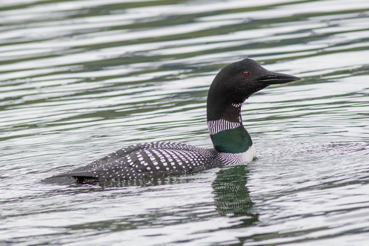 Common Loon - Tom Blevins