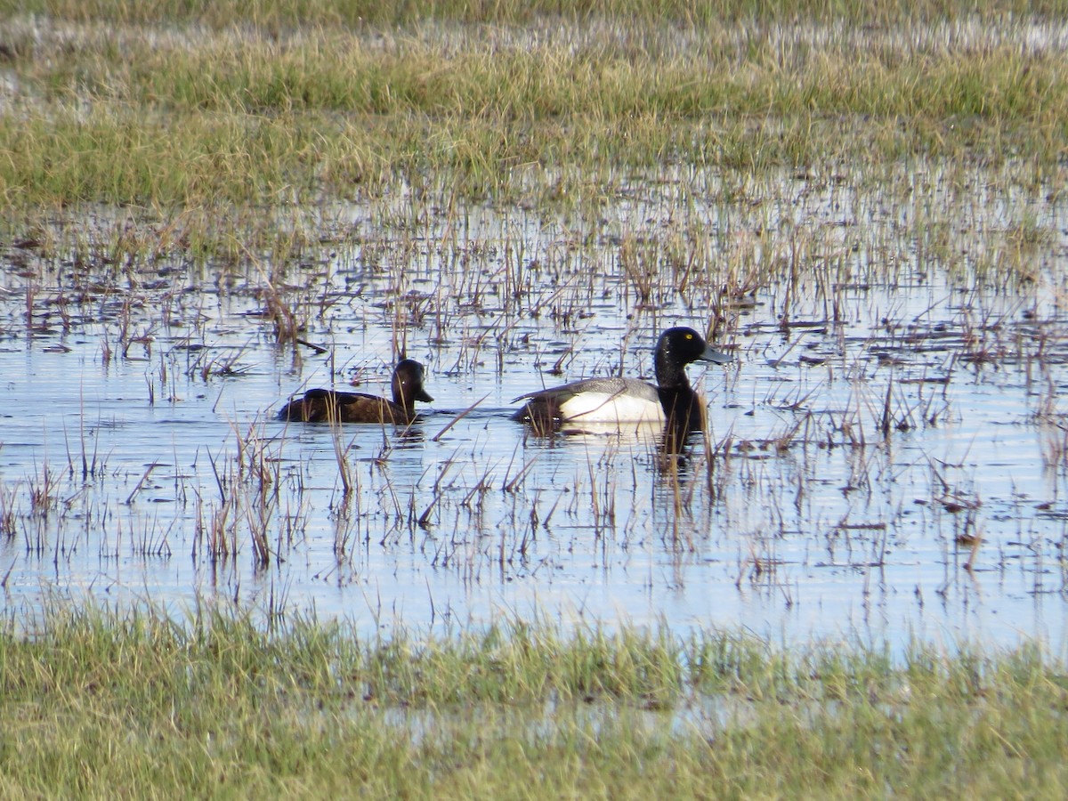 Greater Scaup - ML106073041