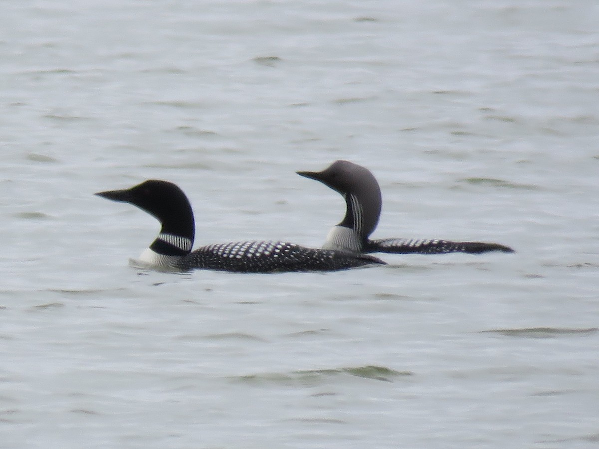 Arctic Loon - John Yerger