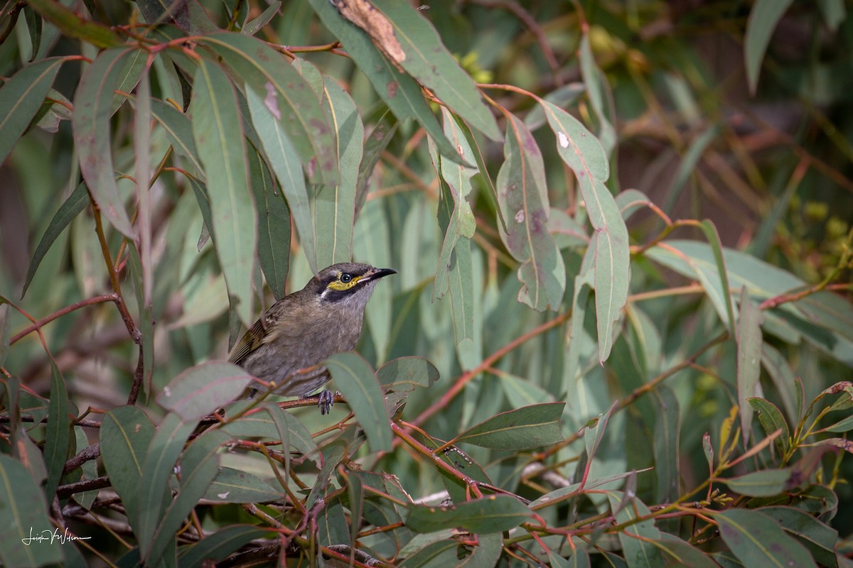 Yellow-faced Honeyeater - ML106074231