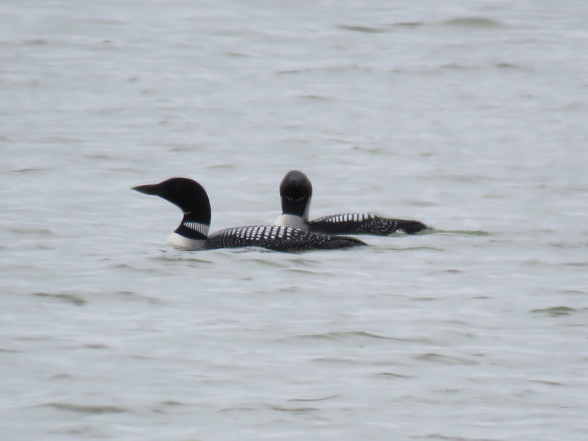 Arctic Loon - John Yerger