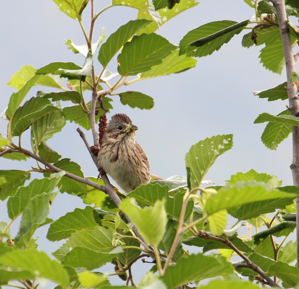 Lincoln's Sparrow - ML106075701