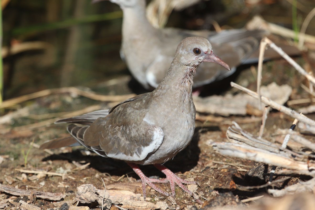 White-winged Dove - Andrew Core