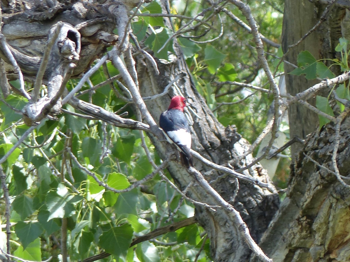 Red-headed Woodpecker - Peder Stenslie
