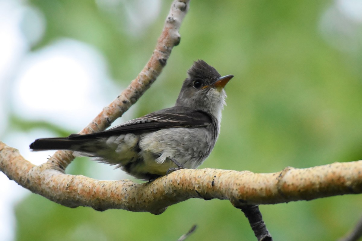 Olive-sided Flycatcher - James Hoffman