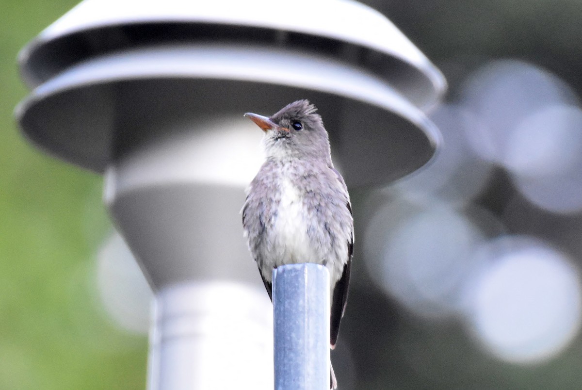 Olive-sided Flycatcher - ML106079431