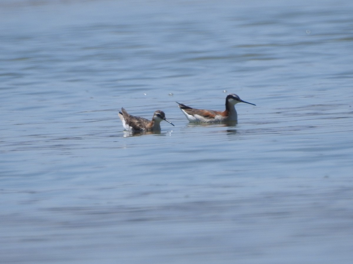 Wilson's Phalarope - Judy Matsuoka