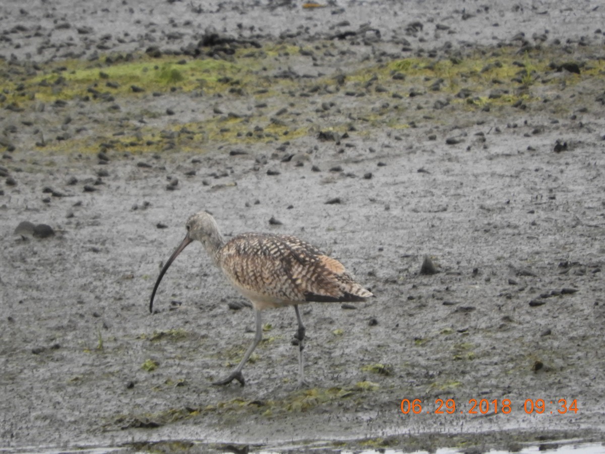 Long-billed Curlew - rick shearer