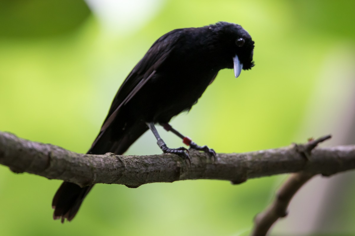Fatu Hiva Monarch - Mike Greenfelder