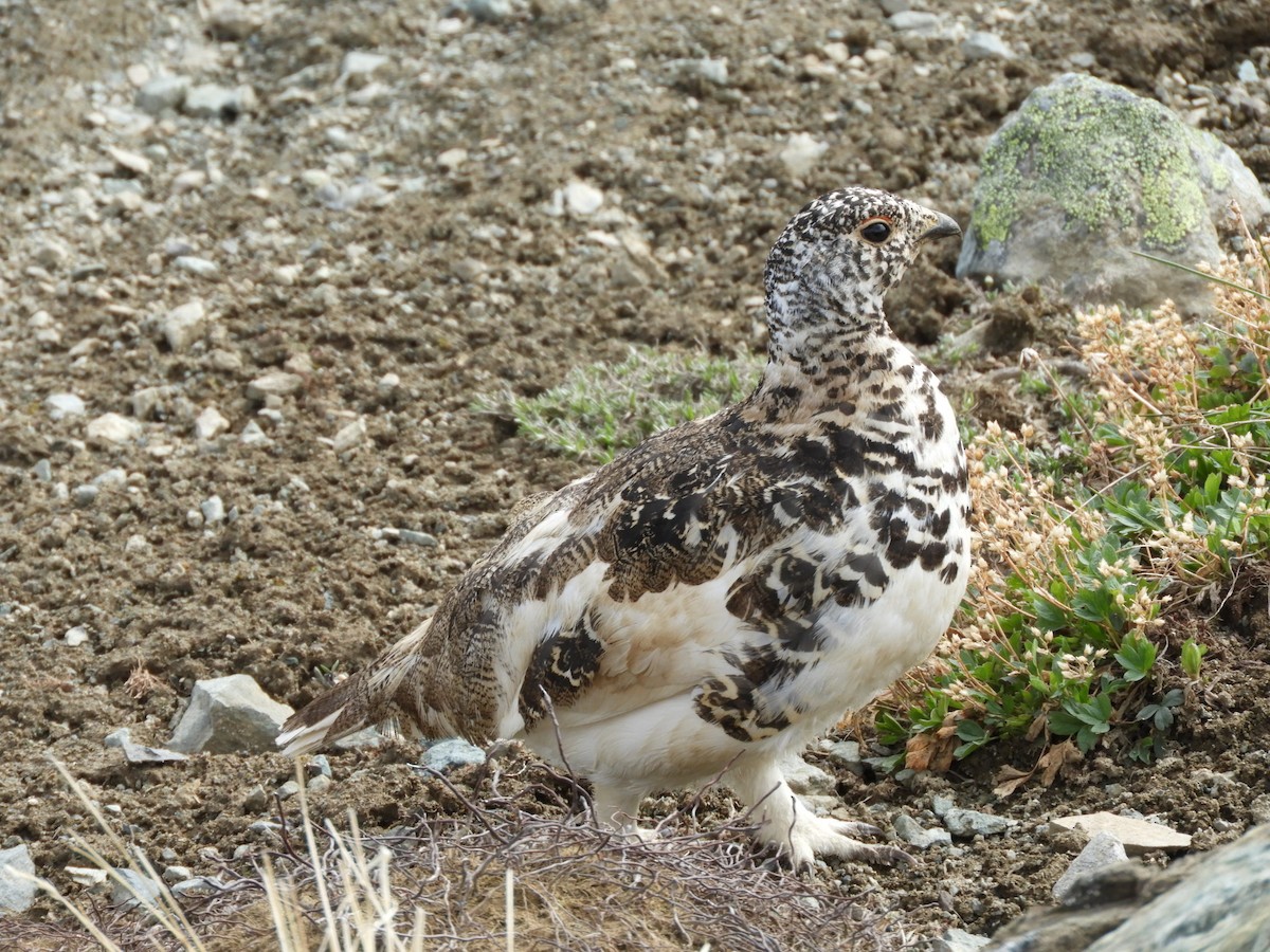 Weißschwanz-Schneehuhn - ML106081641