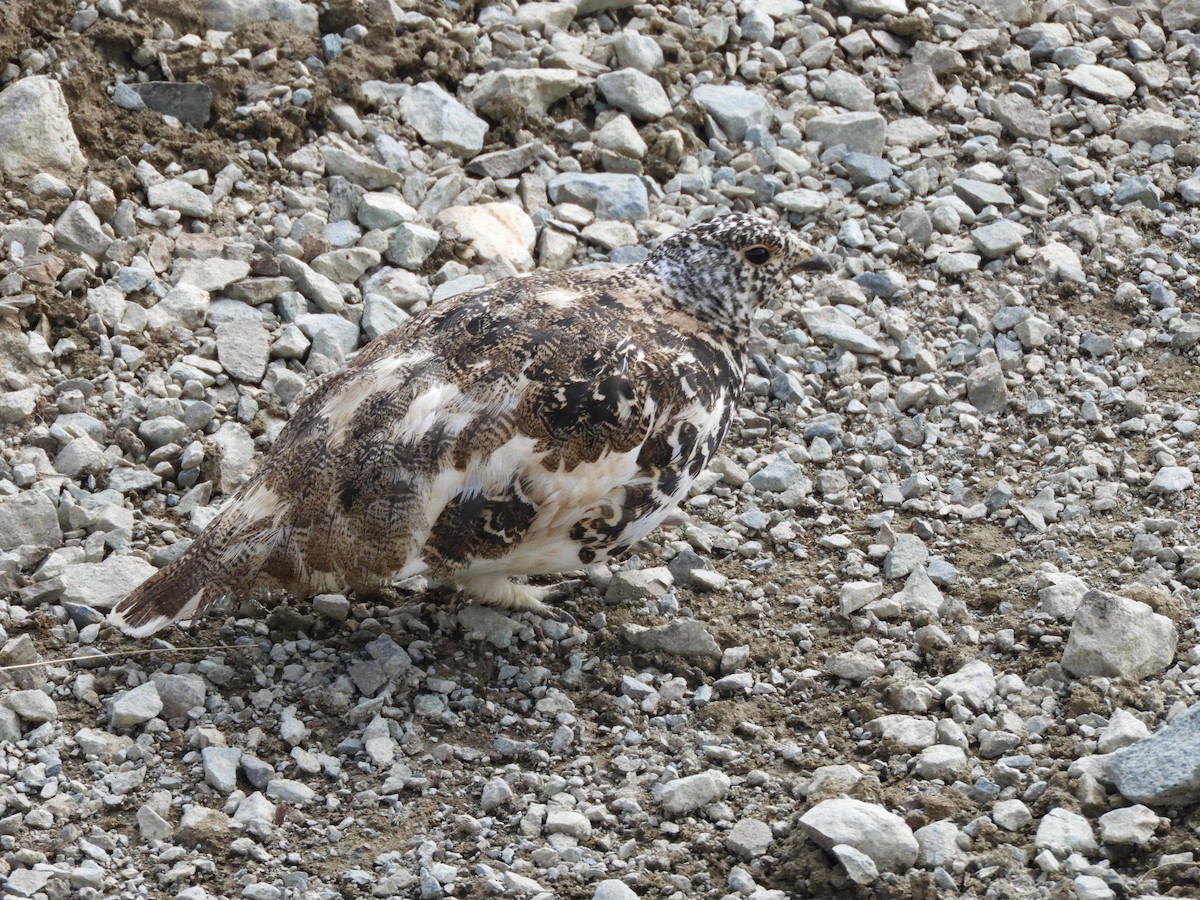 Weißschwanz-Schneehuhn - ML106081651