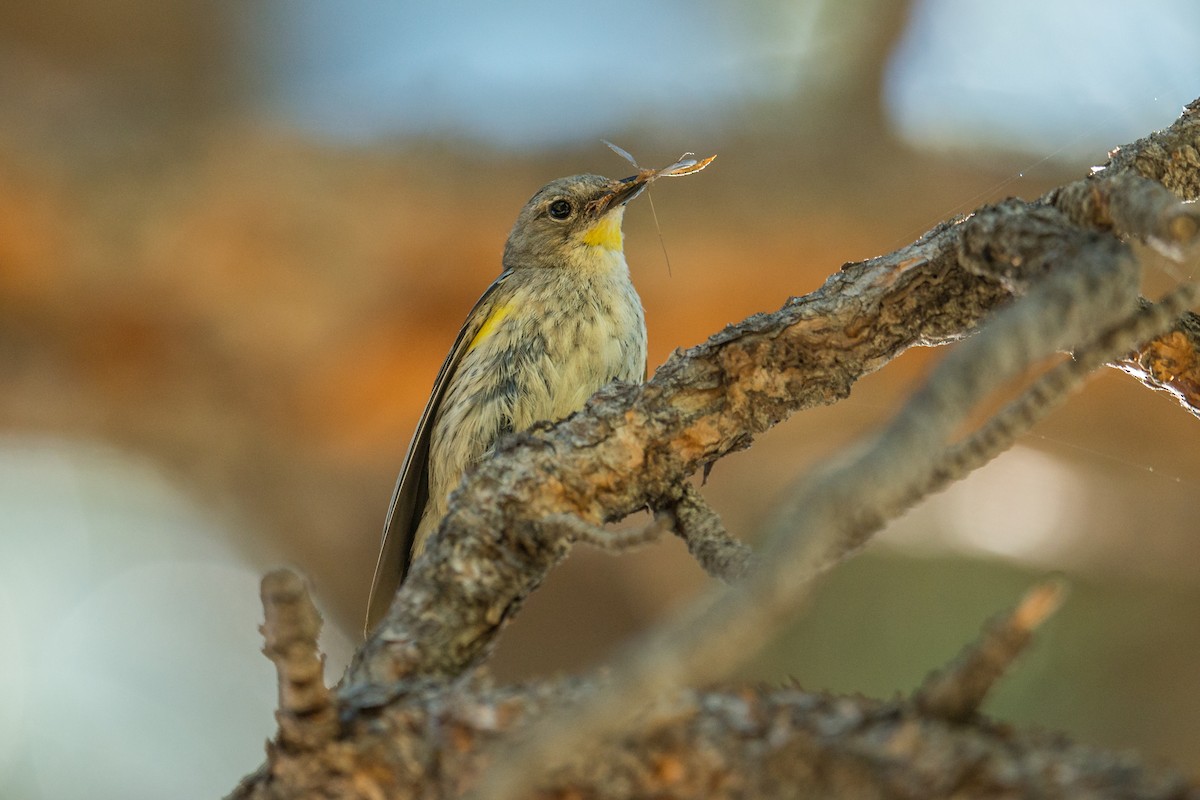 Yellow-rumped Warbler (Audubon's) - ML106082111