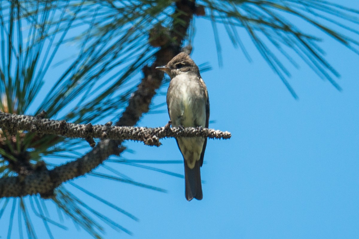 Western Wood-Pewee - ML106082211