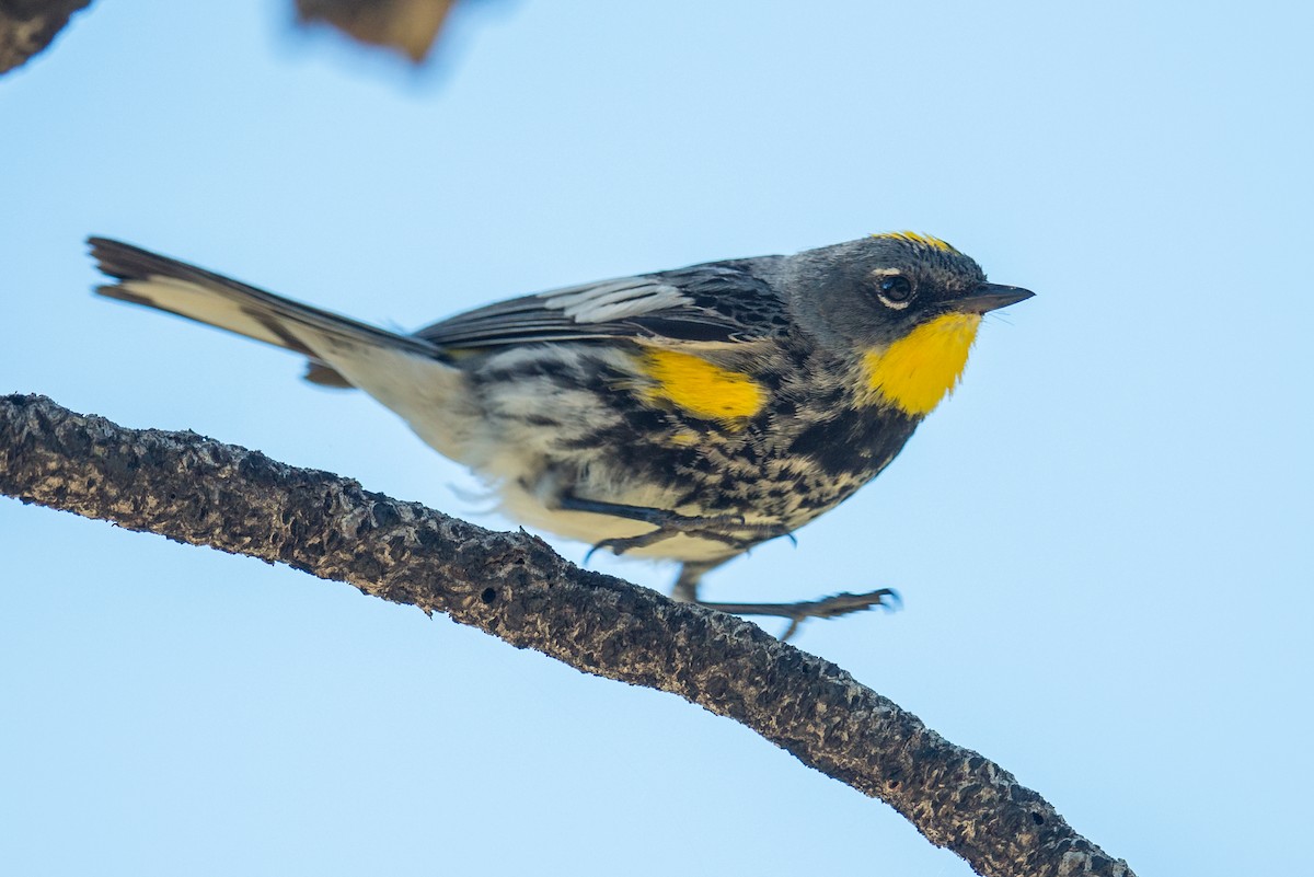 Yellow-rumped Warbler (Audubon's) - ML106082241