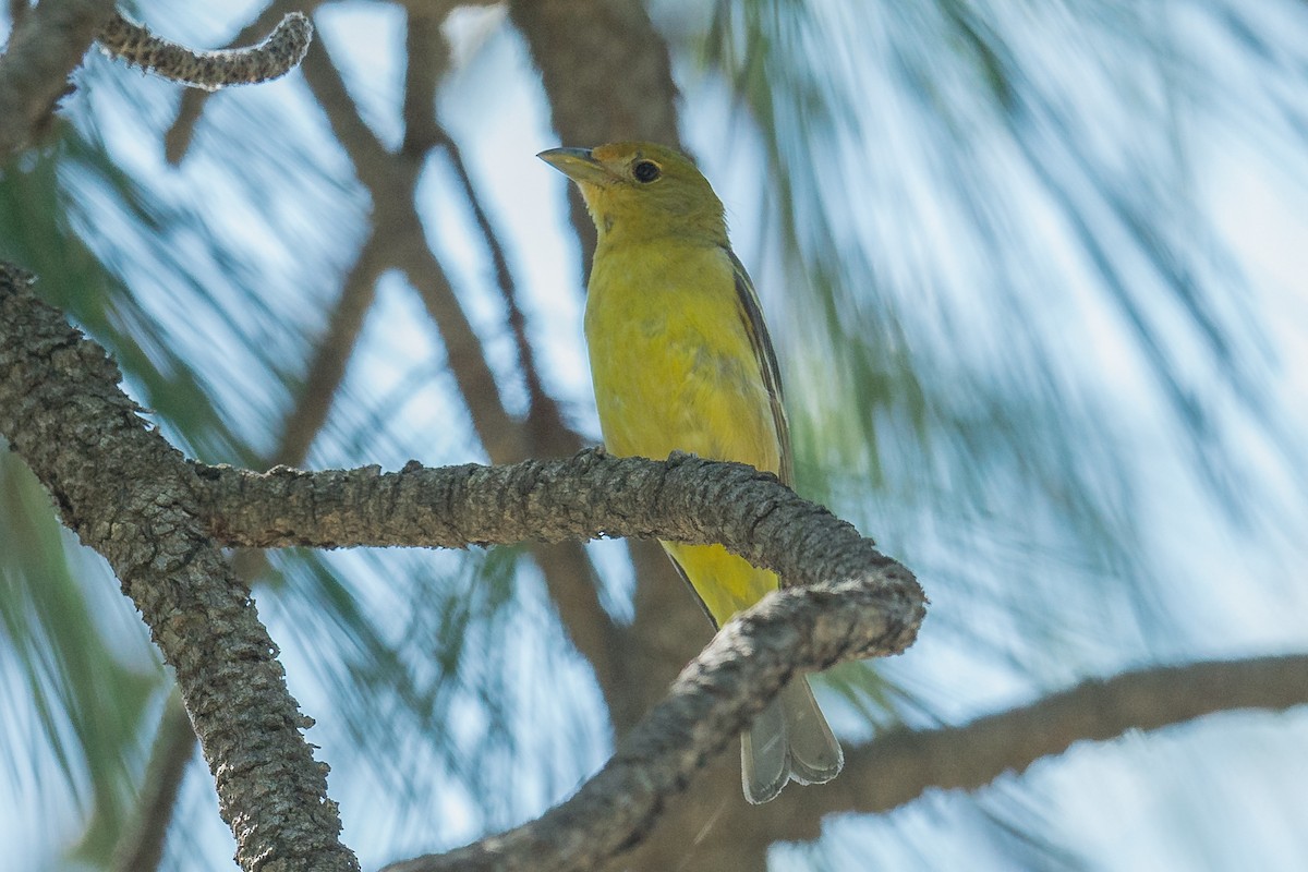 Piranga Carirroja - ML106082301