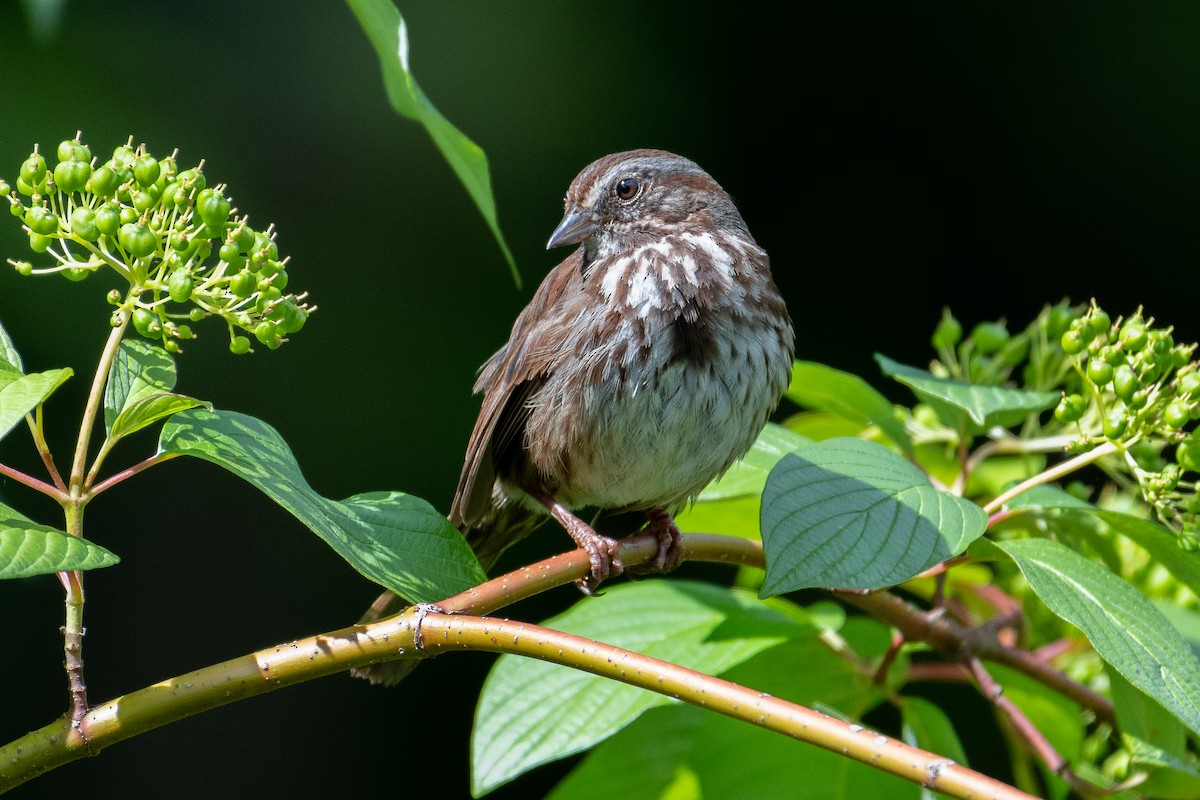 Song Sparrow - Marc Sole
