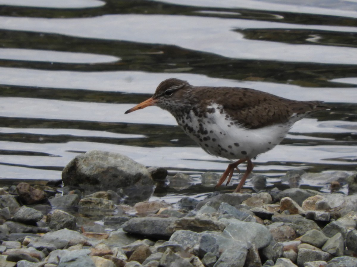 Spotted Sandpiper - ML106082391