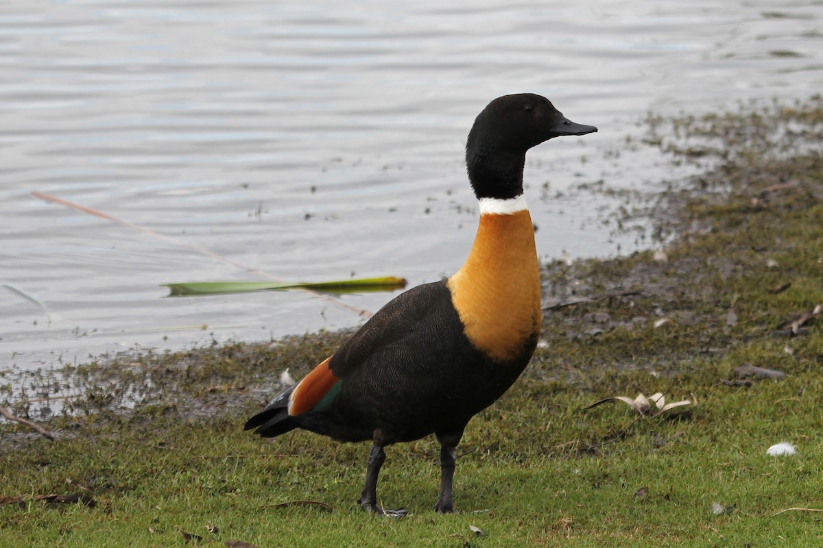 Australian Shelduck - ML106084761