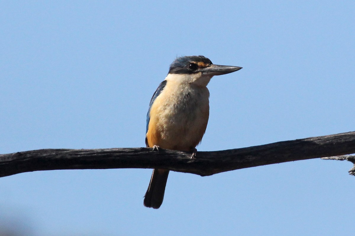 Sacred Kingfisher - ML106084901