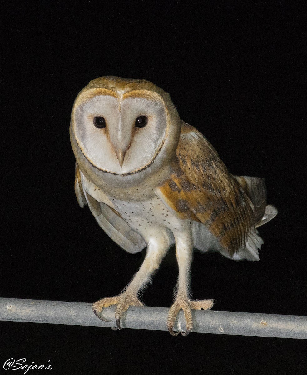 Western Barn Owl - ML106084991