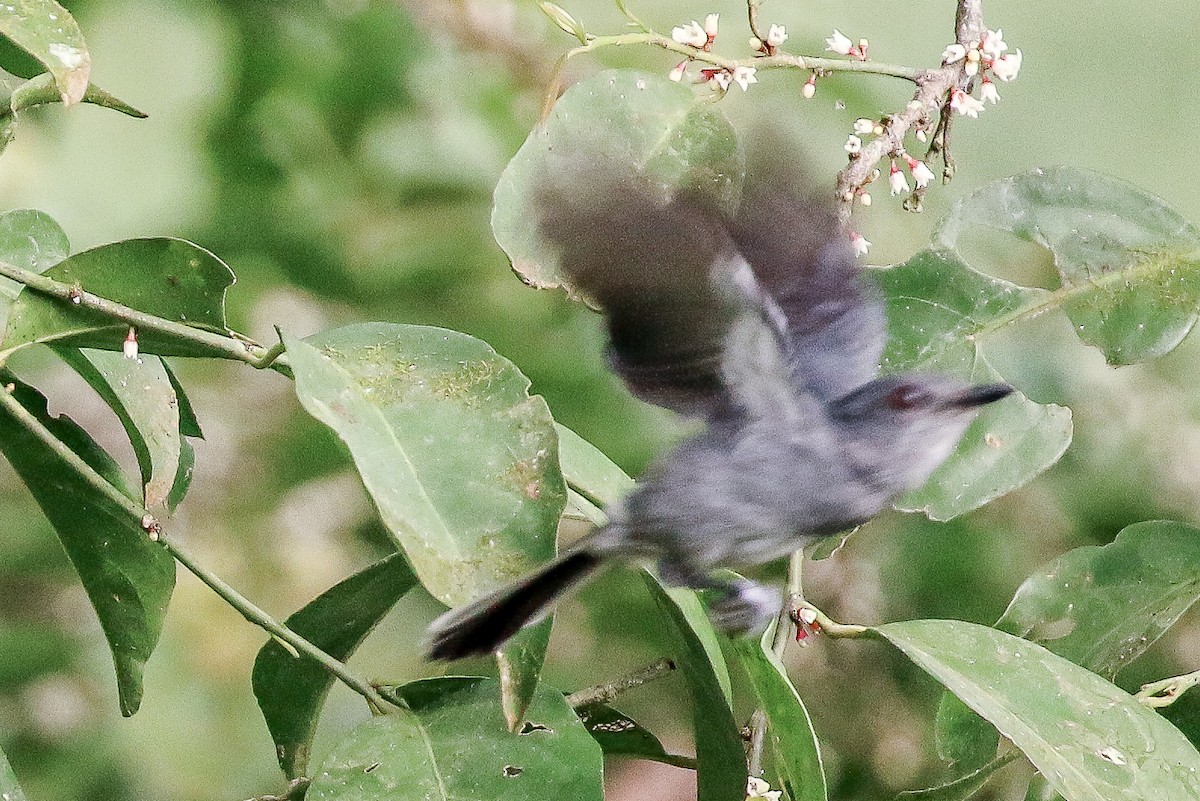 Gray Tit-Flycatcher - ML106085761