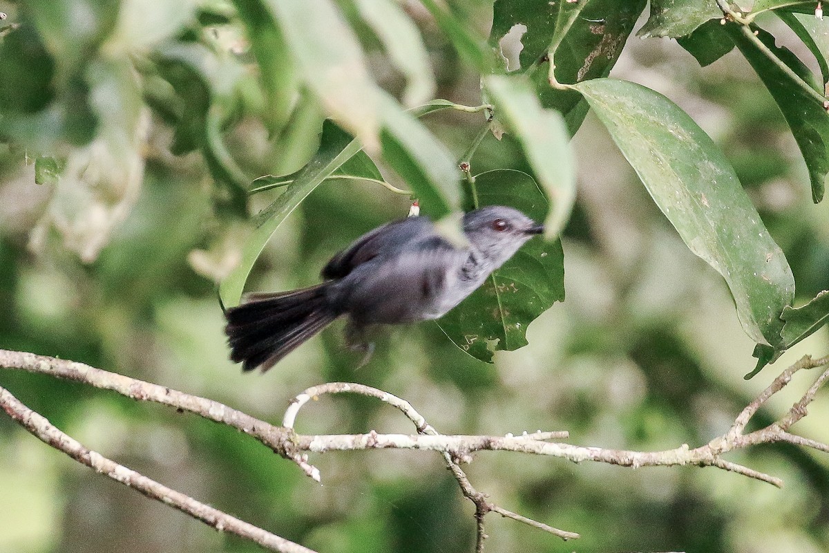 Gray Tit-Flycatcher - Tommy Pedersen