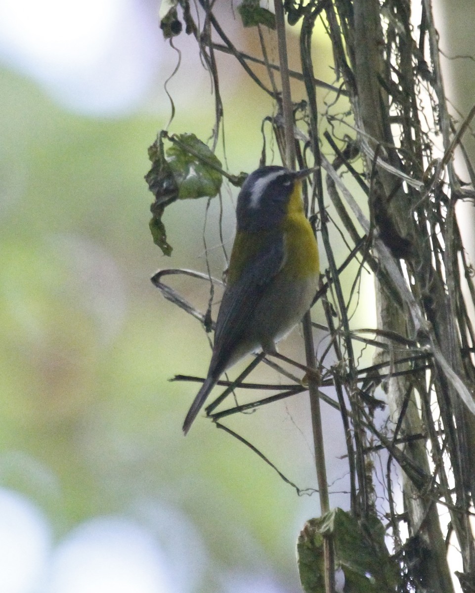 Crescent-chested Warbler - ML106085871