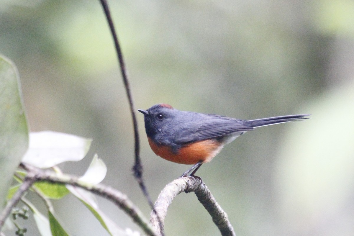 Slate-throated Redstart - ML106085881