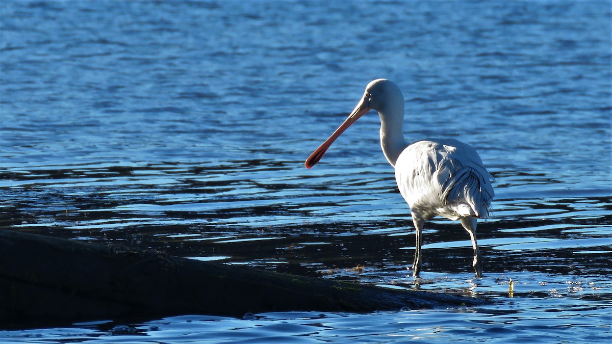 Yellow-billed Spoonbill - ML106086041