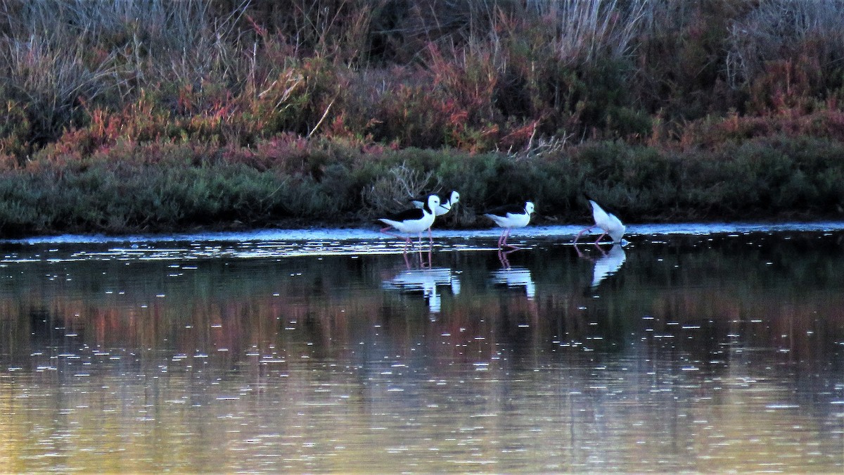 Pied Stilt - ML106086251