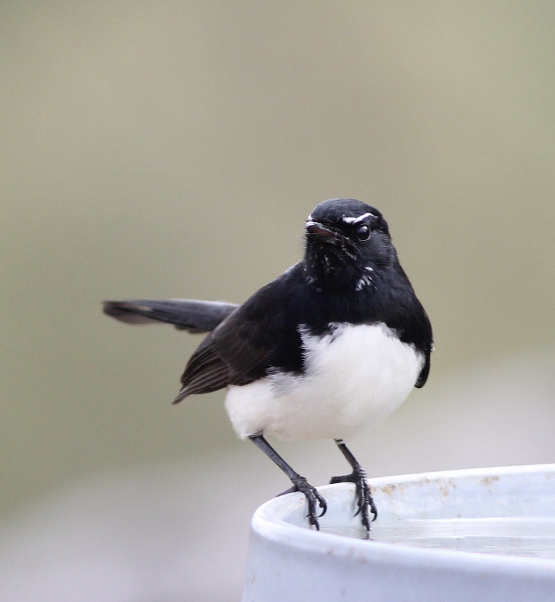 Willie-wagtail - ML106086271