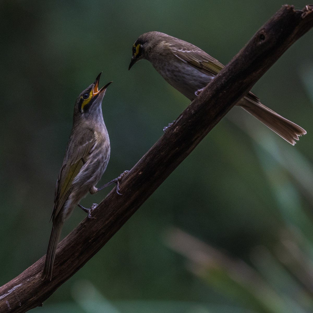 Yellow-faced Honeyeater - ML106086631