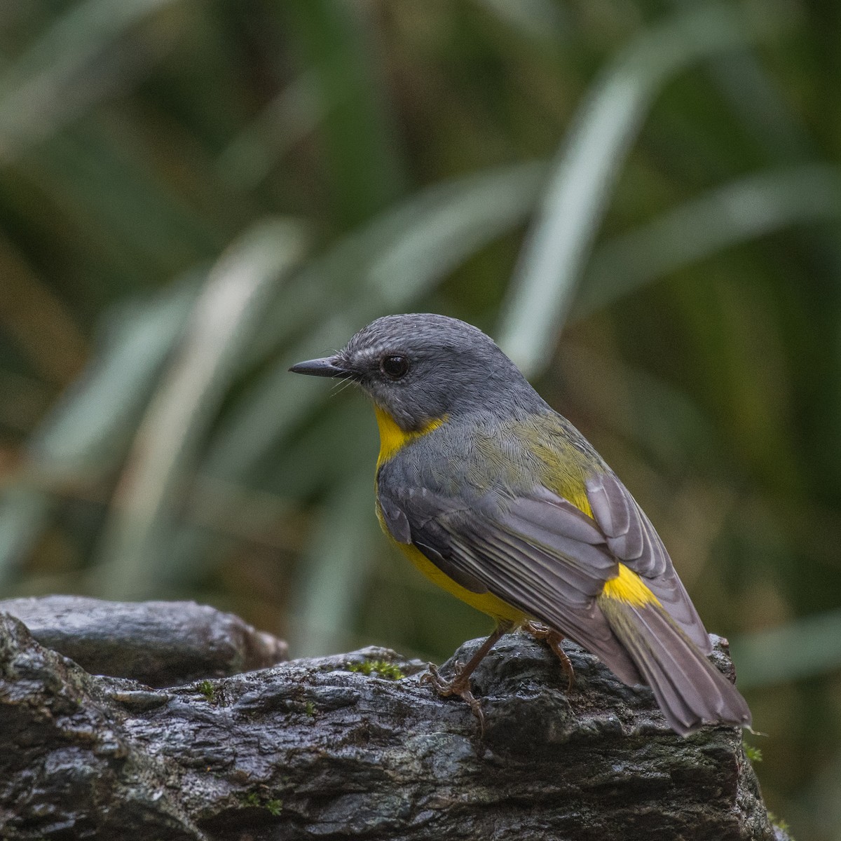 Eastern Yellow Robin - ML106086821