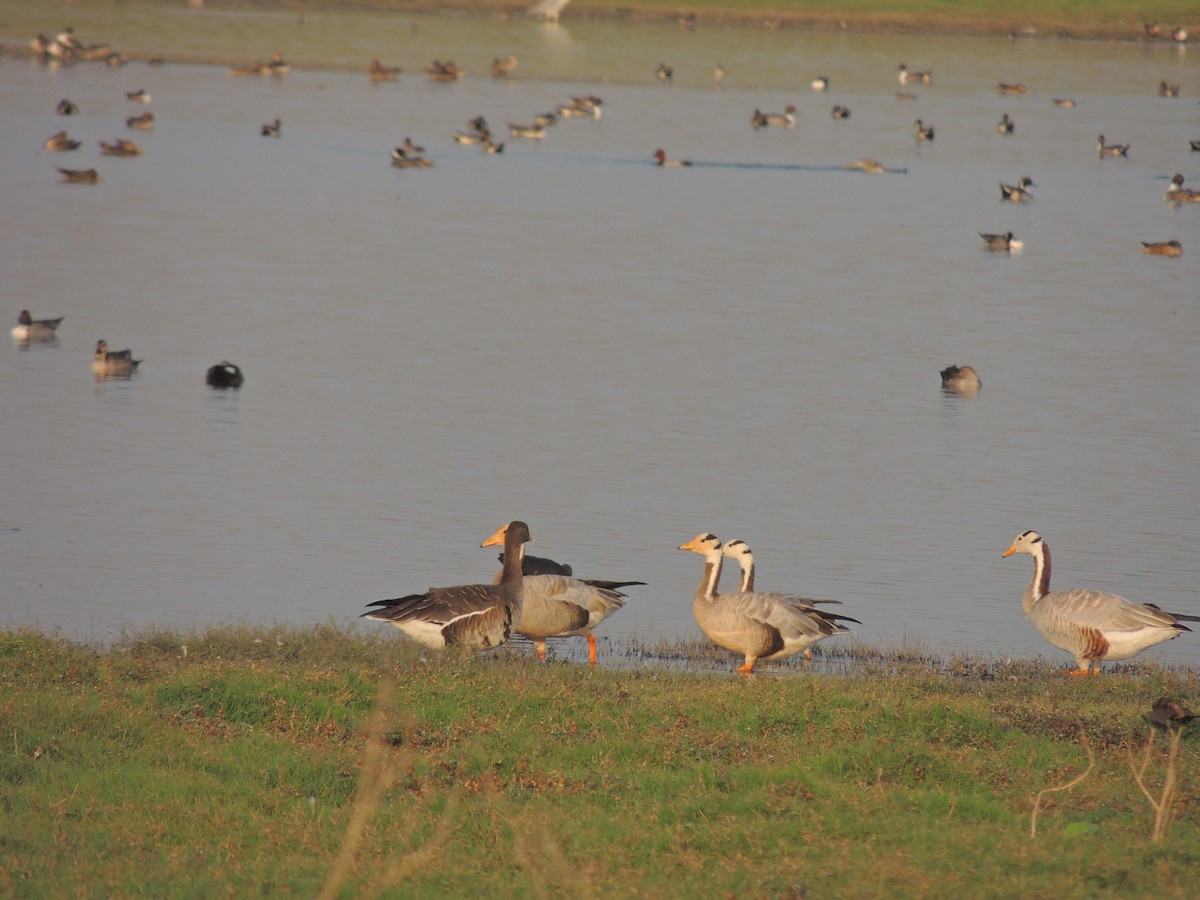 Greater White-fronted Goose - ML106087831