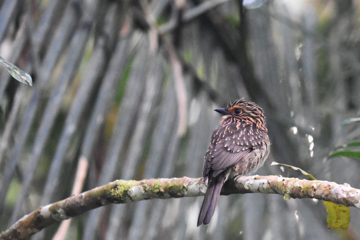 Crescent-chested Puffbird - ML106089441