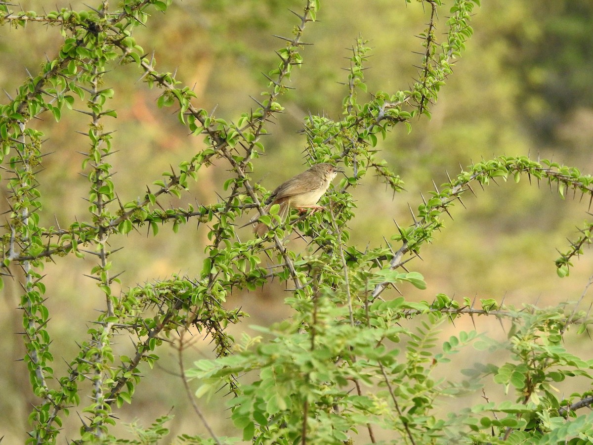 Prinia forestière - ML106090391