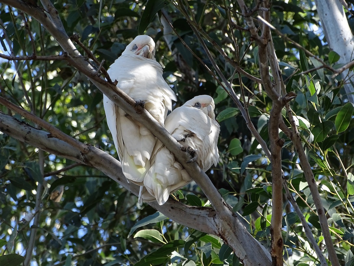 Little Corella - Hitesh Kavle