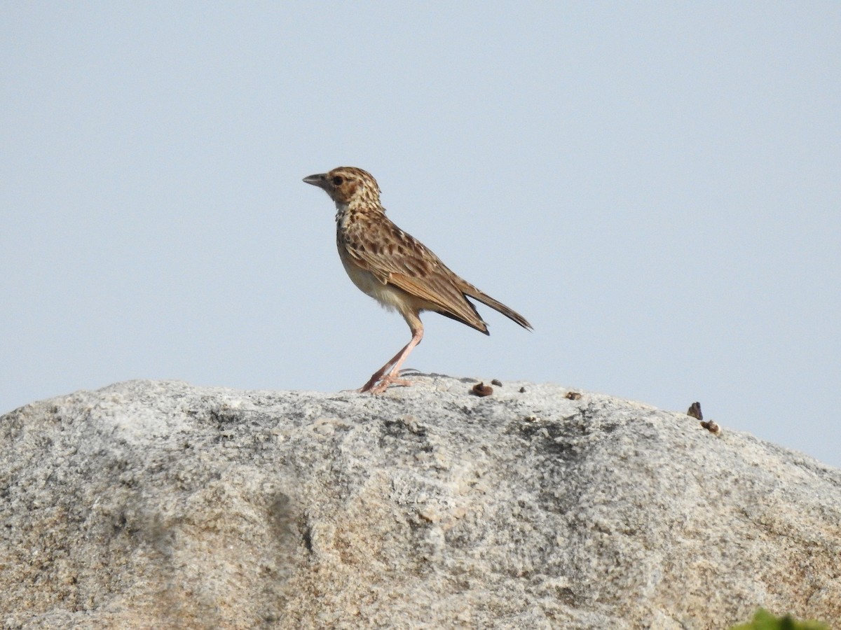 Jerdon's Bushlark - ML106090771