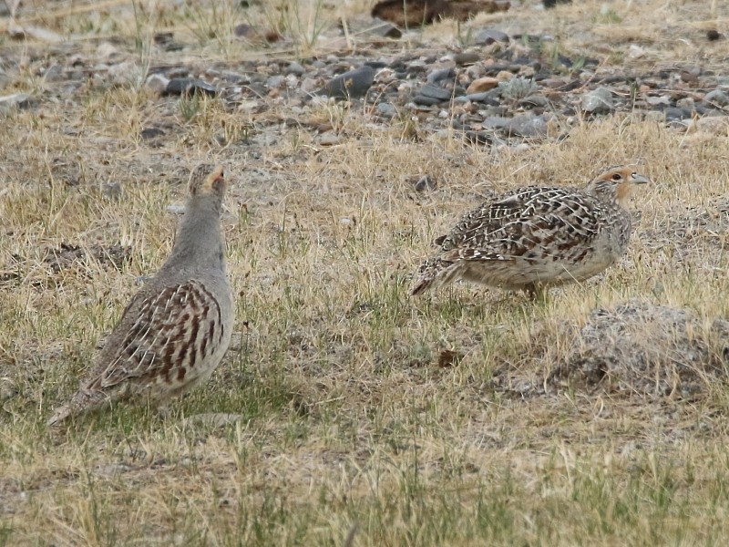 Daurian Partridge - ML106090851