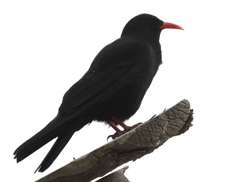 Red-billed Chough (Red-billed) - ML106090891