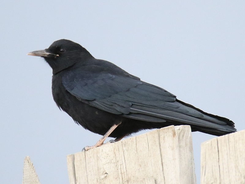 Red-billed Chough (Red-billed) - ML106090901