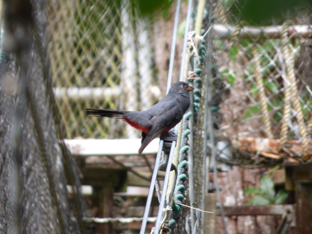 Black-tailed Trogon - ML106091291