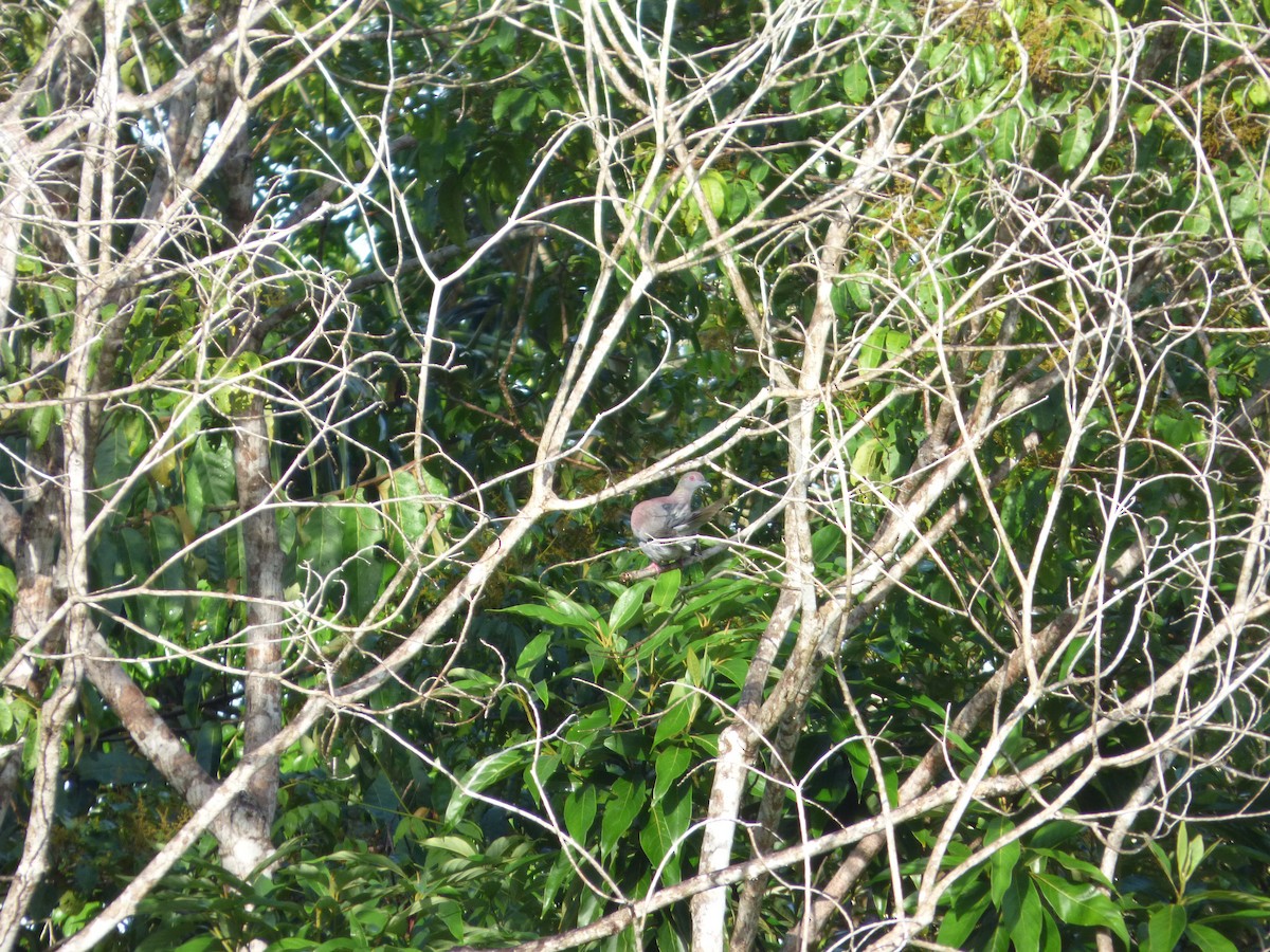 Pale-vented Pigeon - ML106092021