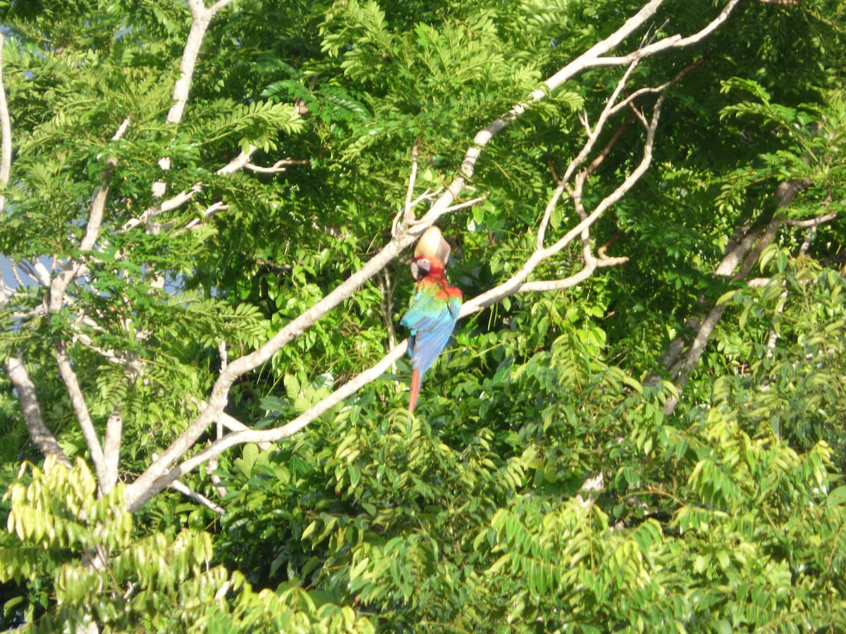 Red-and-green Macaw - ML106092061