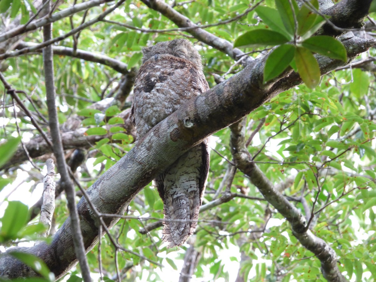 Great Potoo - ML106092181