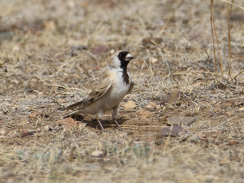 Pere David's Snowfinch - ML106094681
