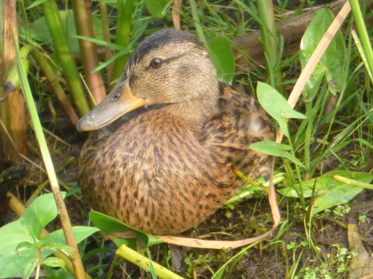 Mallard - Mary  McMahon