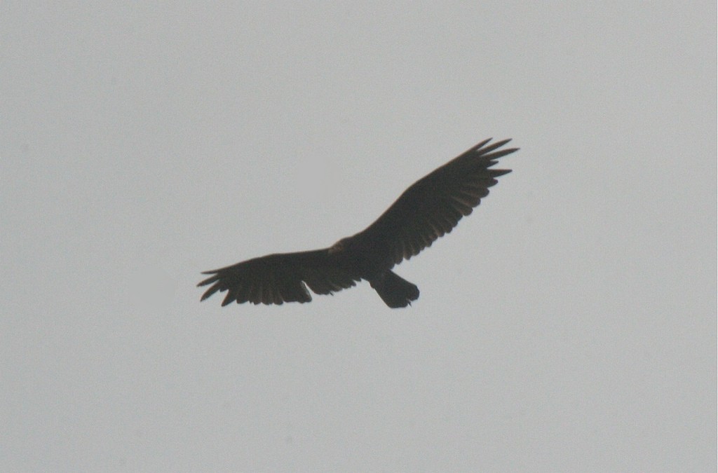 Lesser Yellow-headed Vulture - ML106096951